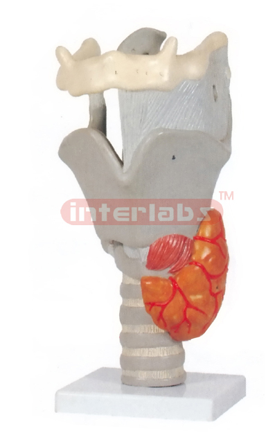 HUMAN LARYNX, FUNCTIONAL